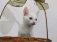 Gatinho Branco