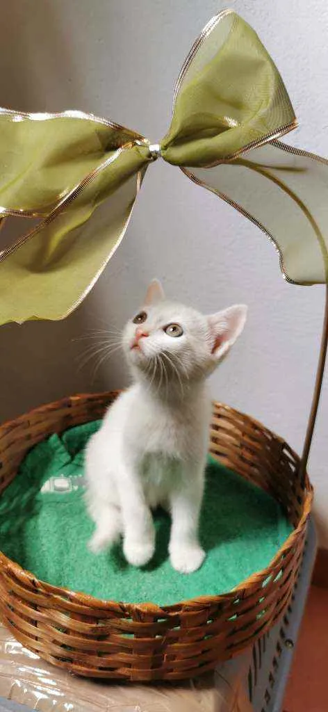 Gato ra a SRD idade Abaixo de 2 meses nome Gatinha branca