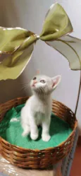 Gatinha branca
