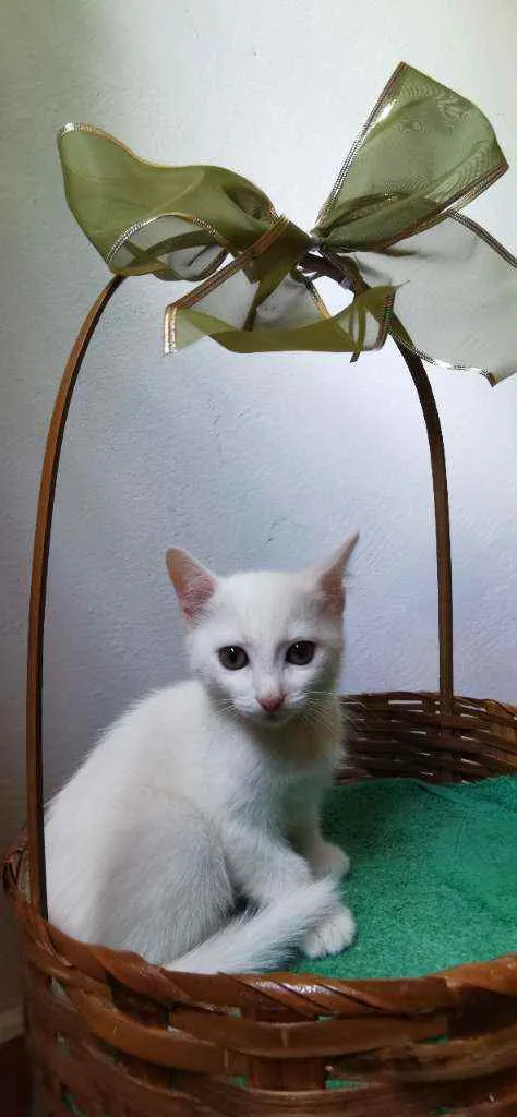 Gato ra a SRD idade Abaixo de 2 meses nome Gatinha branca