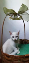 Gatinha branca