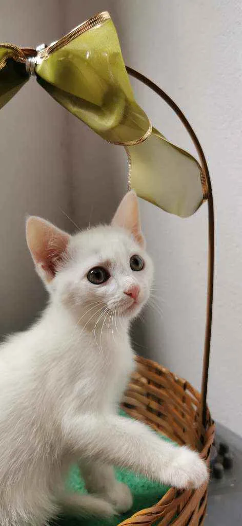 Gato ra a SRD idade Abaixo de 2 meses nome Gatinha branca