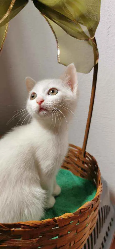 Gato ra a SRD idade Abaixo de 2 meses nome Gatinha branca