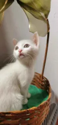 Gatinha branca