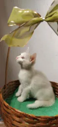Gatinha branca