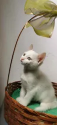 Gatinha branca