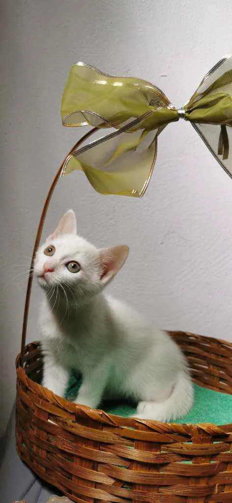 Gato ra a SRD idade Abaixo de 2 meses nome Gatinha branca