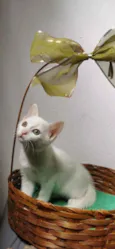 Gatinha branca