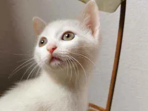 Gato raça SRD idade Abaixo de 2 meses nome Gatinha branca