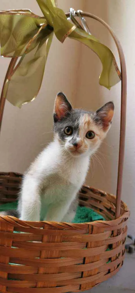 Gato ra a SRD idade Abaixo de 2 meses nome Candy