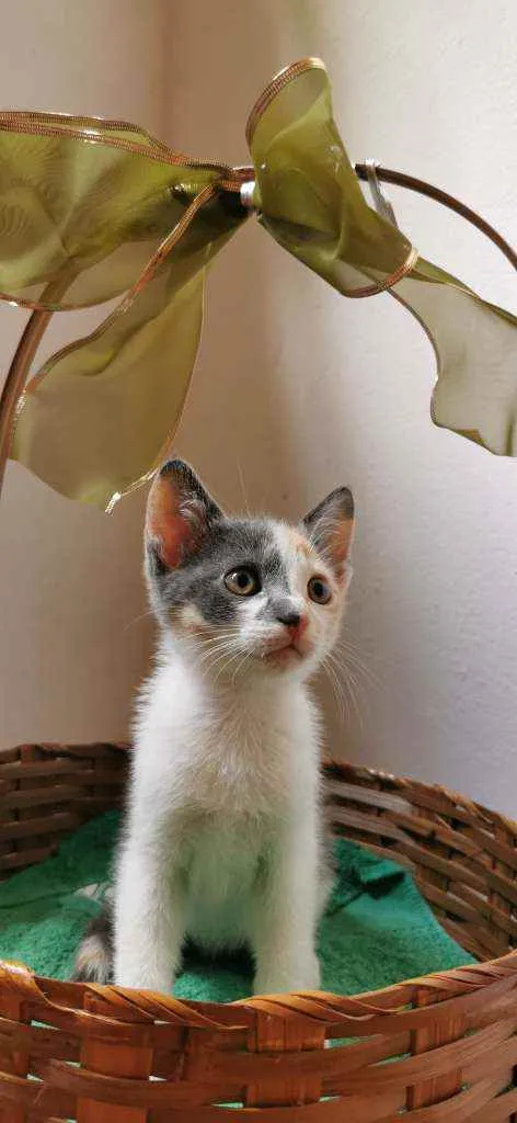Gato ra a SRD idade Abaixo de 2 meses nome Candy