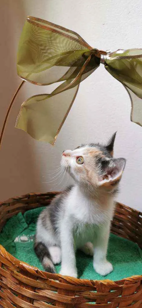 Gato ra a SRD idade Abaixo de 2 meses nome Candy