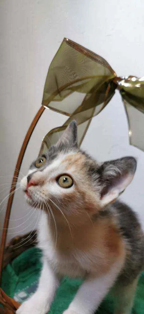 Gato ra a SRD idade Abaixo de 2 meses nome Candy