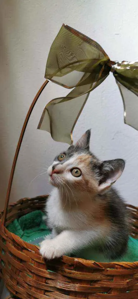 Gato ra a SRD idade Abaixo de 2 meses nome Candy