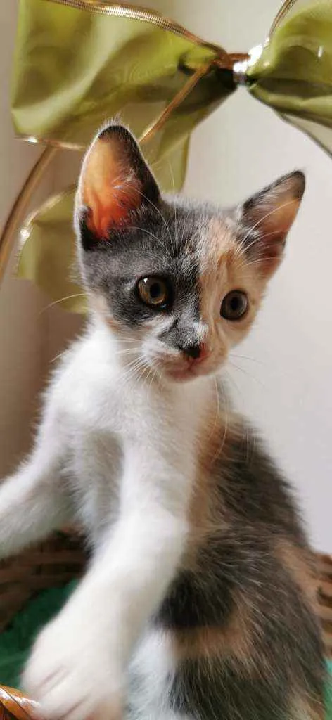 Gato ra a SRD idade Abaixo de 2 meses nome Candy