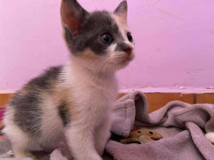 Gato ra a SRD idade Abaixo de 2 meses nome Candy