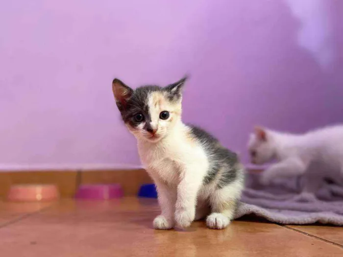 Gato ra a SRD idade Abaixo de 2 meses nome Candy