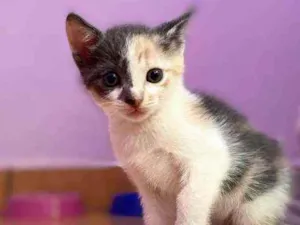 Gato raça SRD idade Abaixo de 2 meses nome Candy