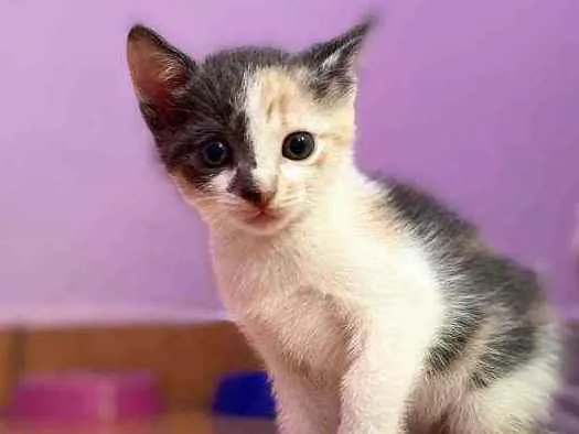 Gato ra a SRD idade Abaixo de 2 meses nome Candy