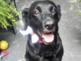 Luna Labrador mix 