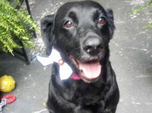 Cachorro raça Labrador com srd idade 2 anos nome Luna Labrador mix 