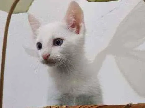 Gato ra a SRD idade Abaixo de 2 meses nome Gatinho Branco