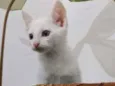 Gatinho Branco