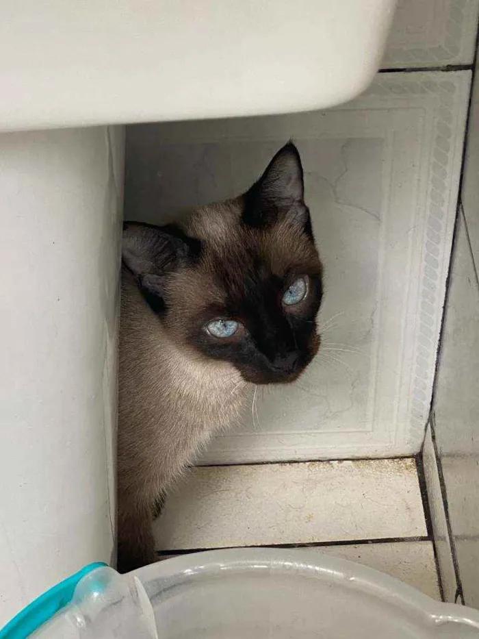 Gato ra a Siamês idade 2 a 6 meses nome Cristal