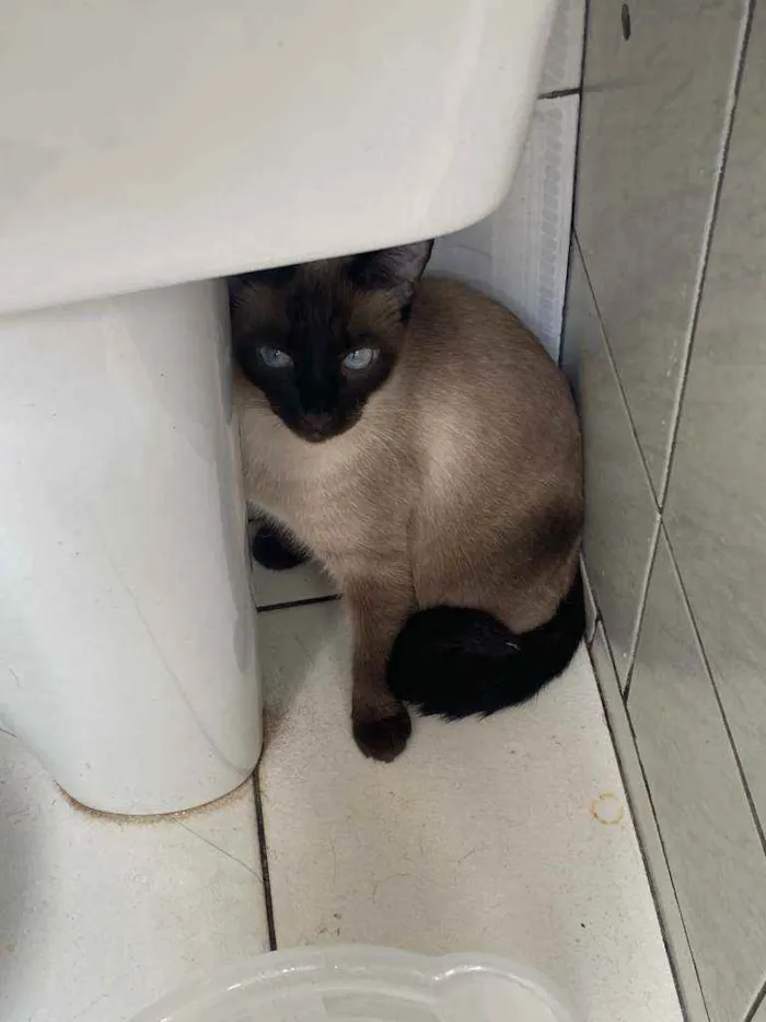 Gato ra a Siamês idade 2 a 6 meses nome Cristal