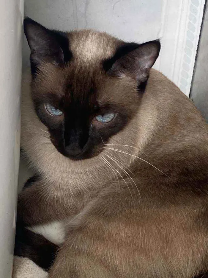 Gato ra a Siamês idade 2 a 6 meses nome Cristal