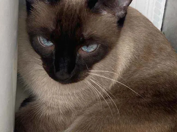 Gato ra a Siamês idade 2 a 6 meses nome Cristal