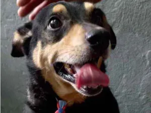 Cachorro raça Srd lindinho demais  idade 1 ano nome Spike lindo porte P