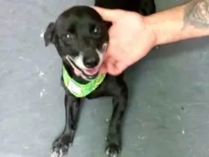 Cachorro raça Srd  idade 4 anos nome Neguinho porte P 
