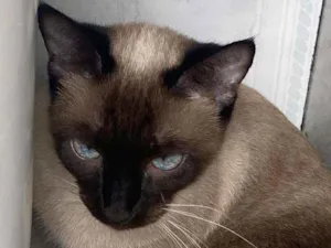 Gato raça Siamês idade 2 a 6 meses nome Cristal