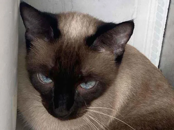 Gato ra a Siamês idade 2 a 6 meses nome Cristal