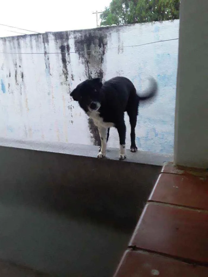 Cachorro ra a Banderas coli idade 3 anos nome Boby