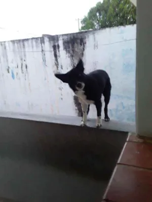 Cachorro raça Banderas coli idade 3 anos nome Boby