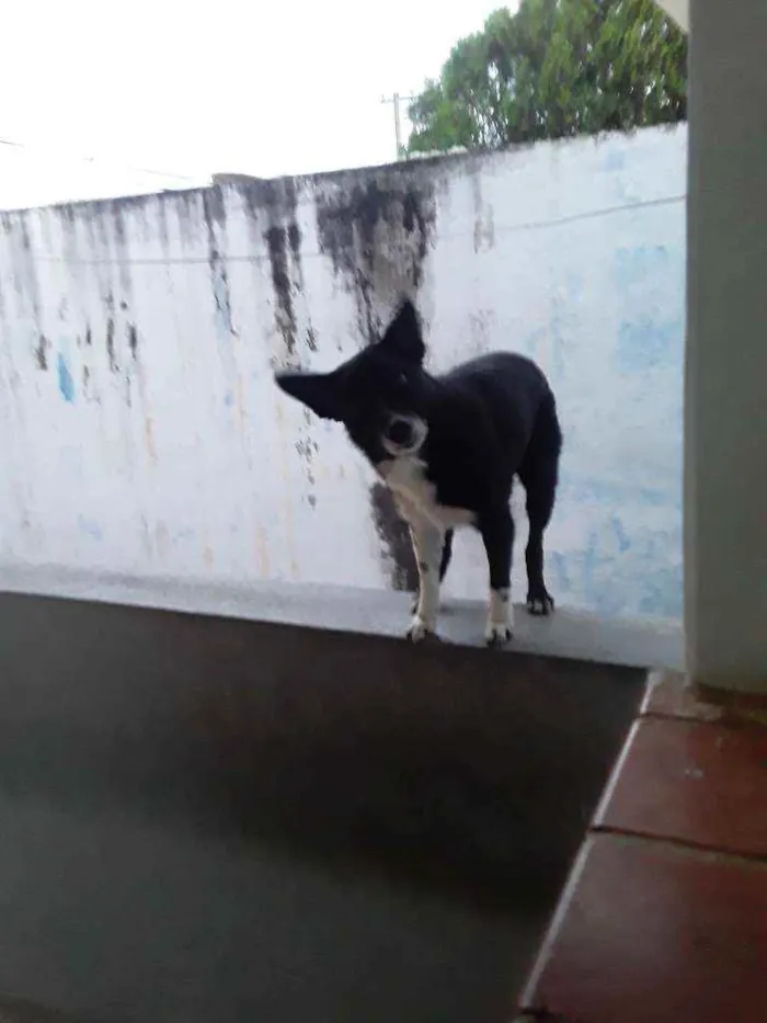 Cachorro ra a Banderas coli idade 3 anos nome Boby