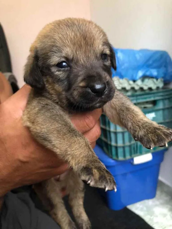 Cachorro ra a Sem raça  idade Abaixo de 2 meses nome Filhotes 