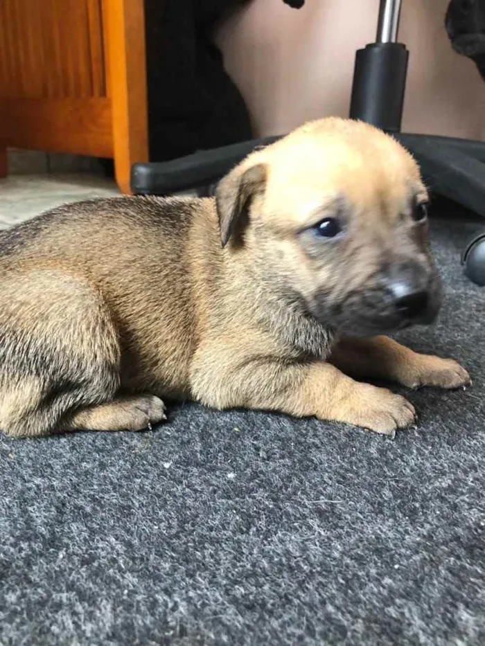 Cachorro ra a Sem raça  idade Abaixo de 2 meses nome Filhotes 