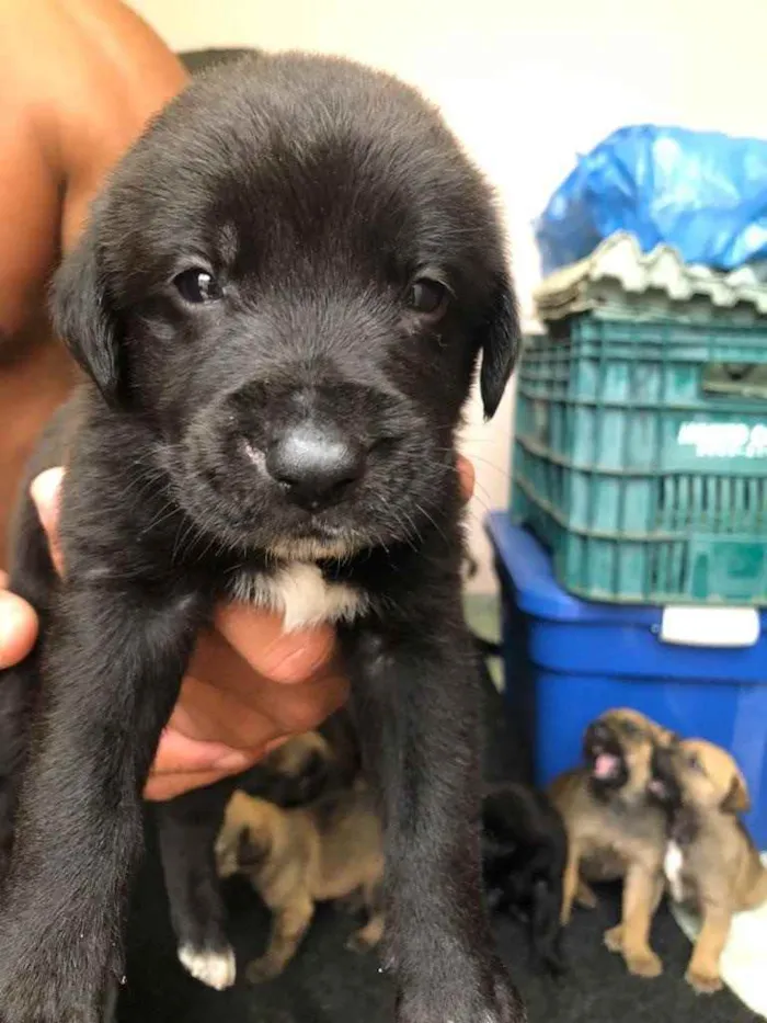 Cachorro ra a Sem raça  idade Abaixo de 2 meses nome Filhotes 