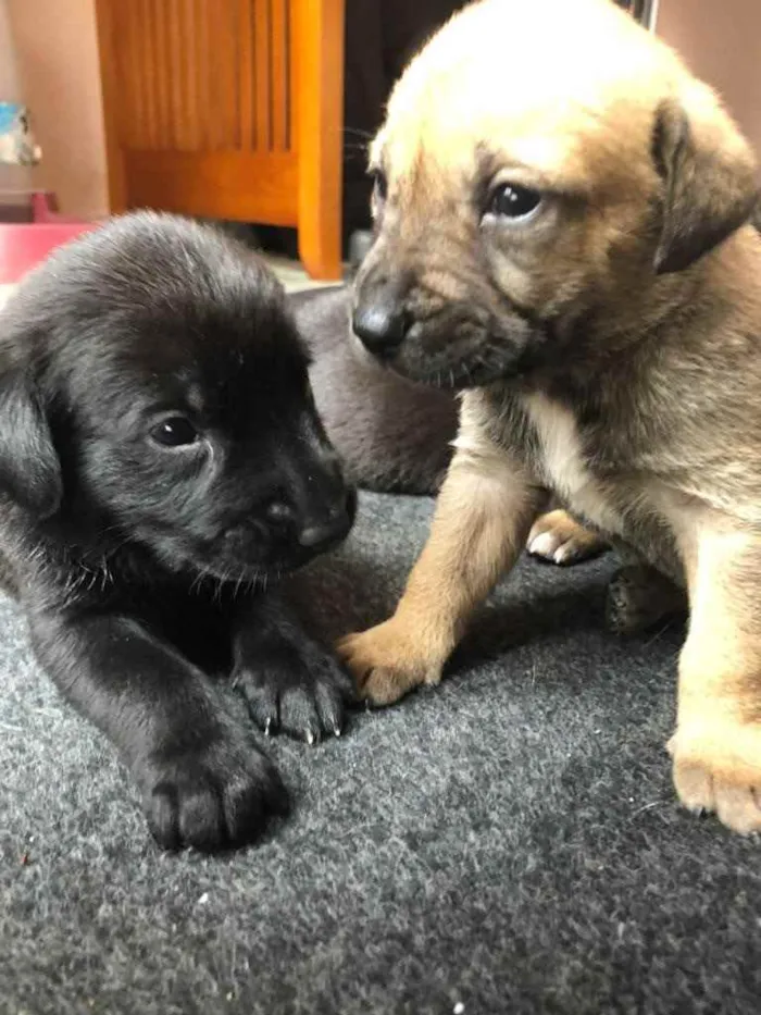 Cachorro ra a Sem raça  idade Abaixo de 2 meses nome Filhotes 