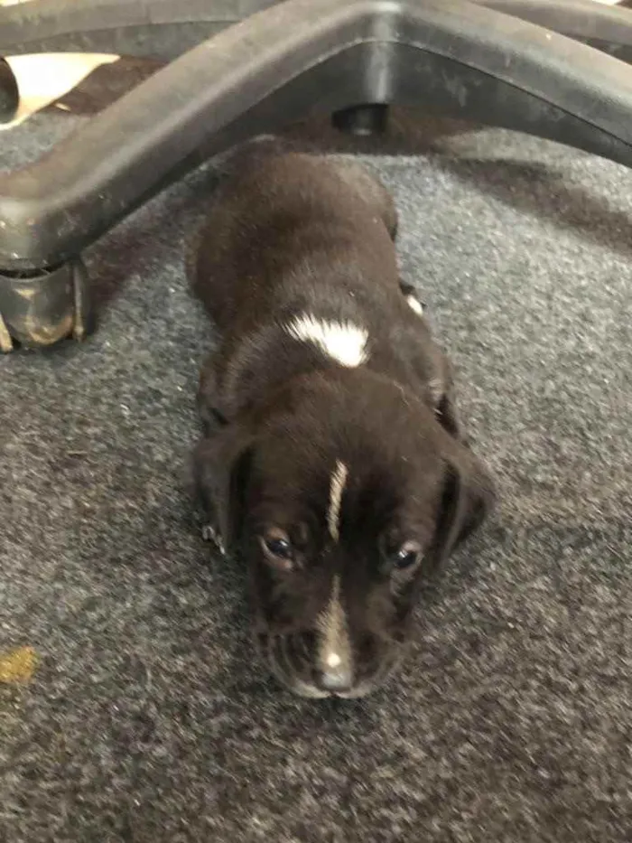 Cachorro ra a Sem raça  idade Abaixo de 2 meses nome Filhotes 