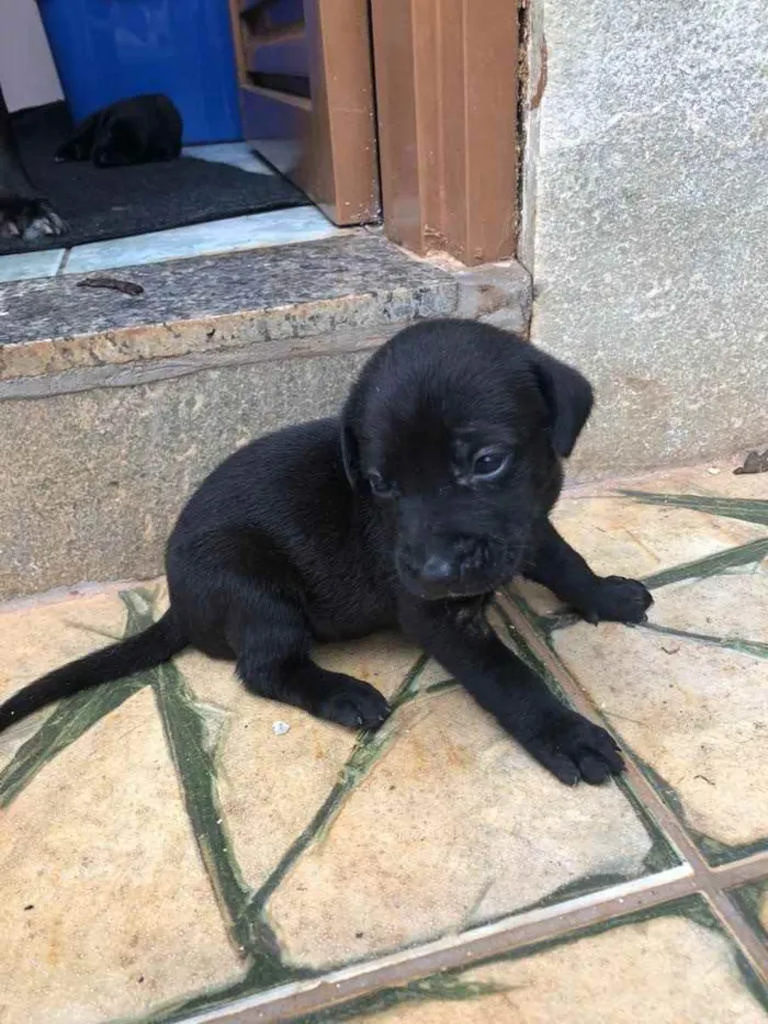 Cachorro ra a Sem raça  idade Abaixo de 2 meses nome Filhotes 