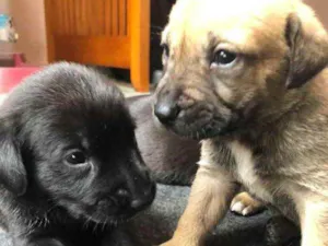 Cachorro raça Sem raça  idade Abaixo de 2 meses nome Filhotes 