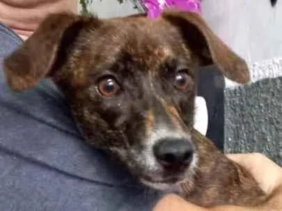 Cachorro raça Pinscher mix srd  idade 7 a 11 meses nome Molly muito boazinha