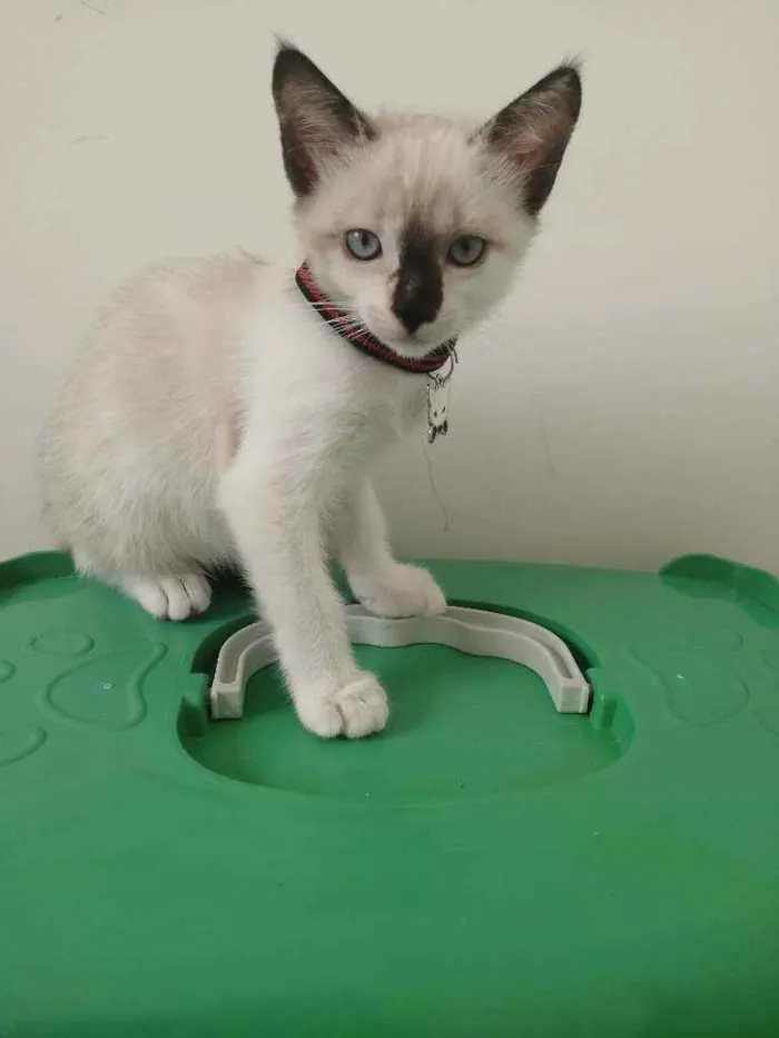 Gato ra a SRD idade Abaixo de 2 meses nome ...