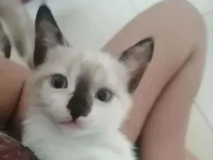 Gato raça SRD idade Abaixo de 2 meses nome ...