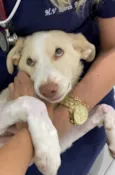 Cachorro raça SRD idade 2 a 6 meses nome Alaska 