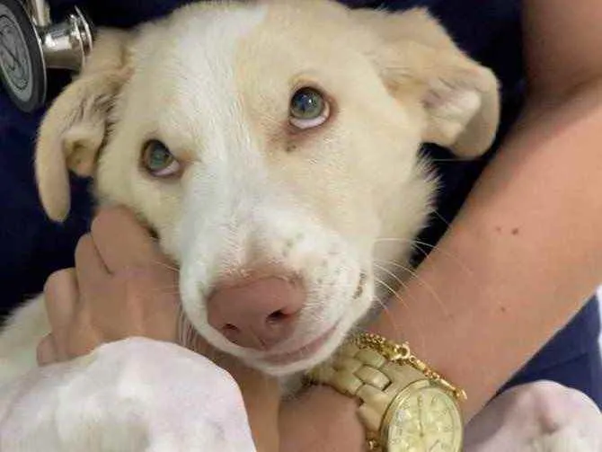 Cachorro raça SRD idade 2 a 6 meses nome Alaska 